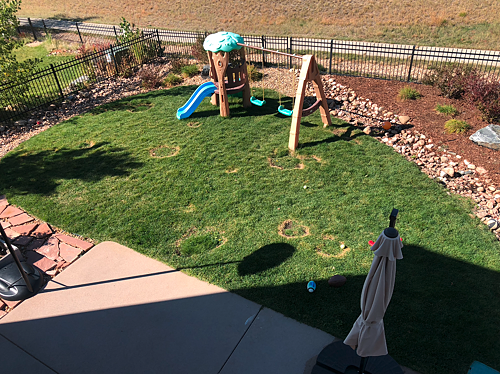 A lawn in Lakewood, CO