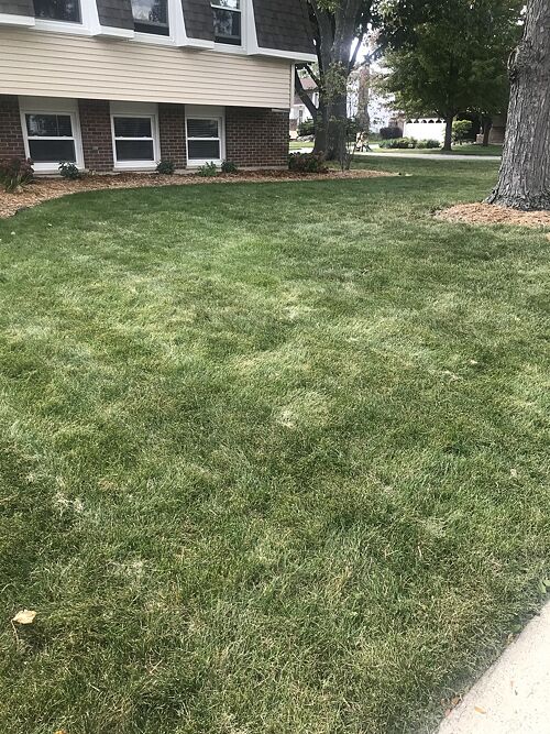 A lawn in Wheaton, IL