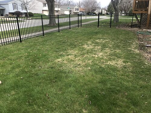 A lawn in Wheaton, IL