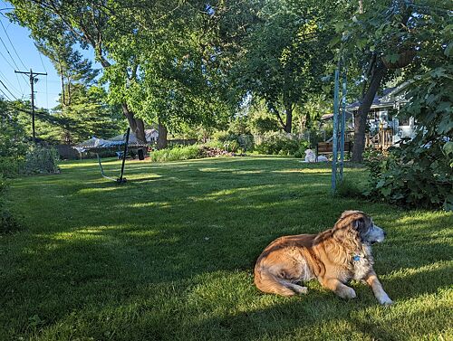 A lawn in Madison, WI