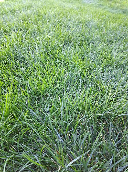 A lawn in UT