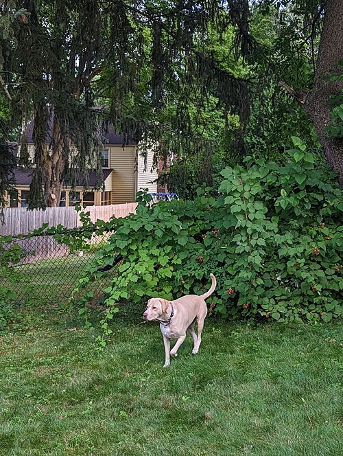 A lawn in Hartford, CT