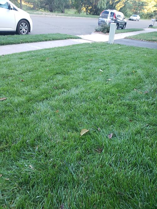 A lawn in NJ