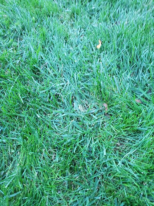 A lawn in NJ