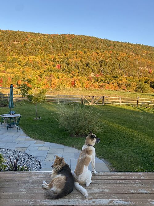 A lawn in Vermont