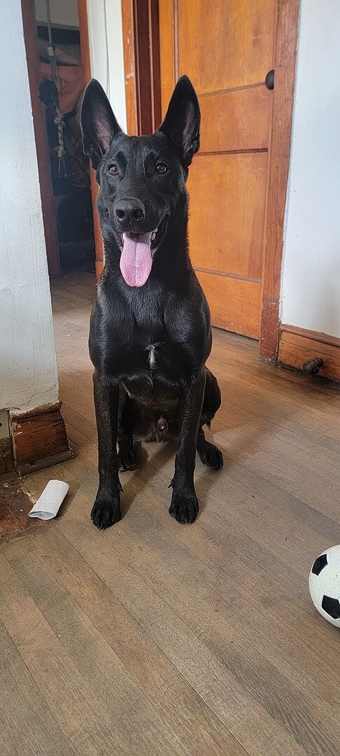 Luis H.'s black Belgian Malinois, Rex, sitting in a doorway with his tongue out