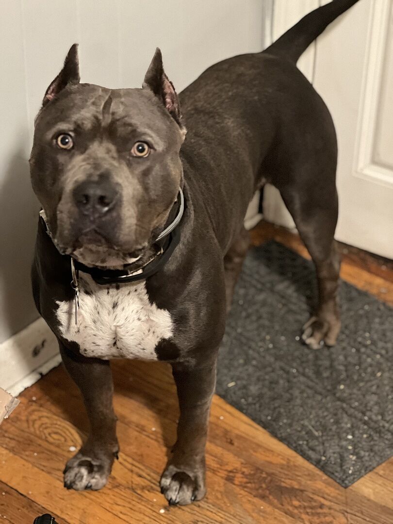 Jonathan W.'s gray bully standing by the front door