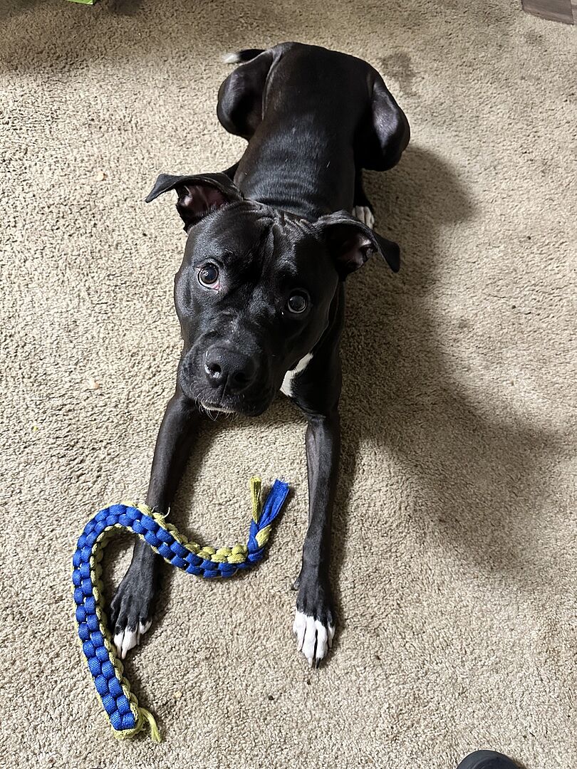 Kevin S.'s black American Staffordshire Terrier lying on the carpet with a rope toy
