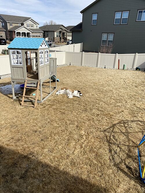 A lawn in Parker, CO