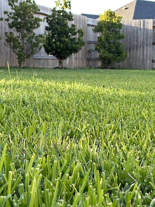 A lawn in Houston, TX