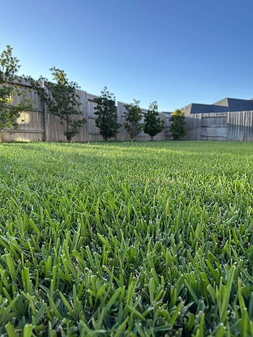 A lawn in Houston, TX