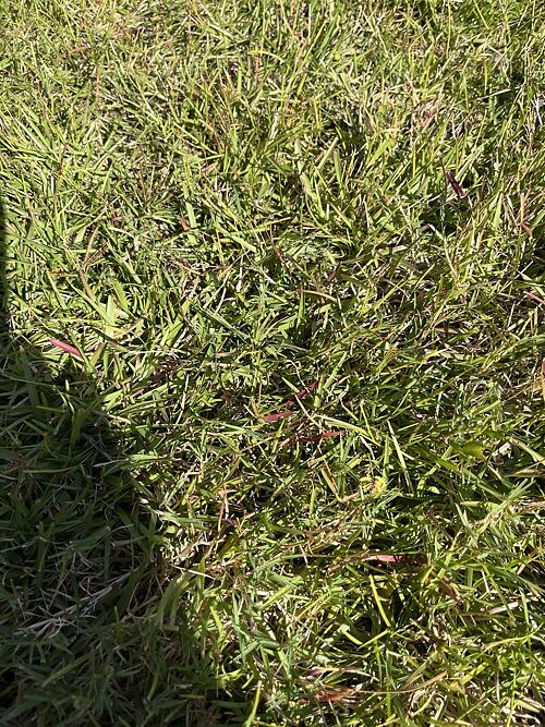 A lawn in Bluffton, SC
