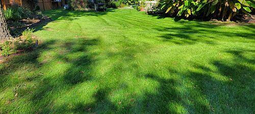 A lawn in Stevensville, MD