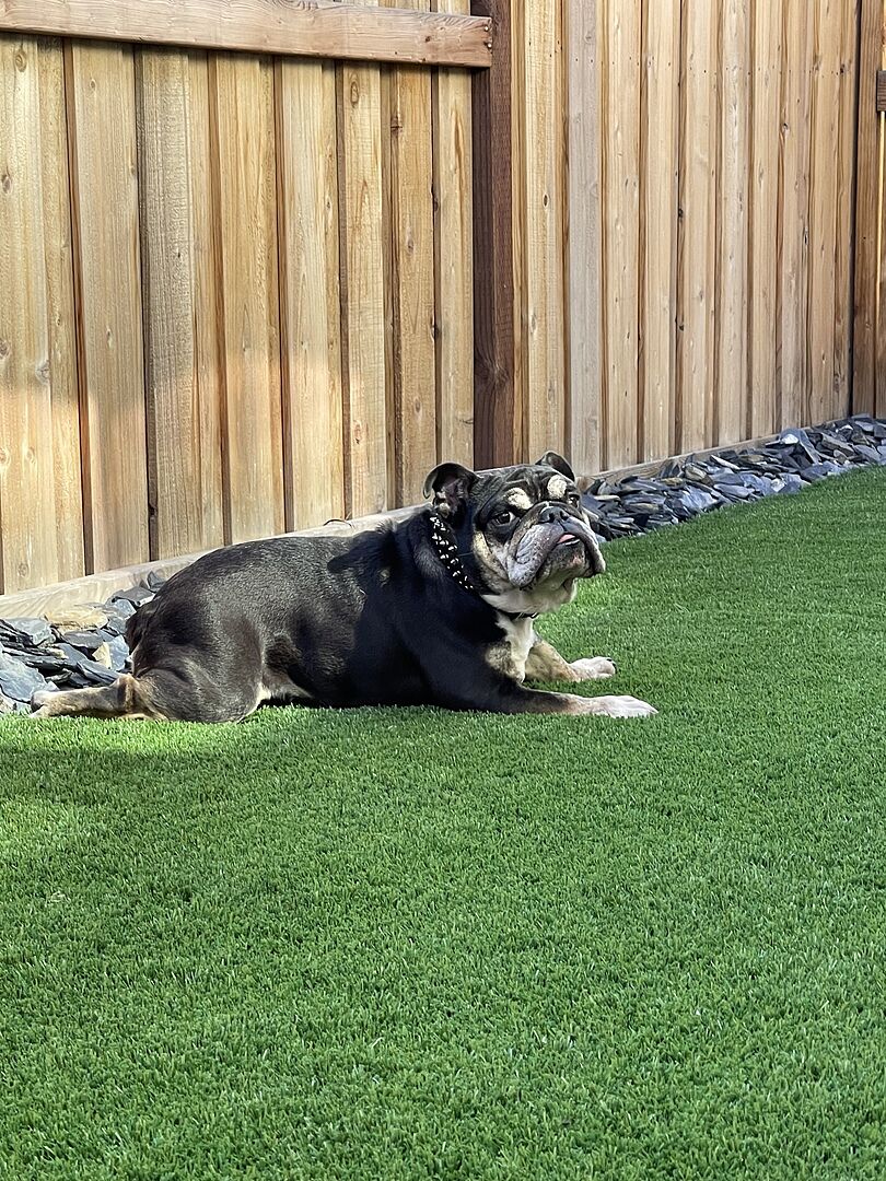 Adam V.'s black and tan English Bulldog lying on artificial turf by a wooden fence