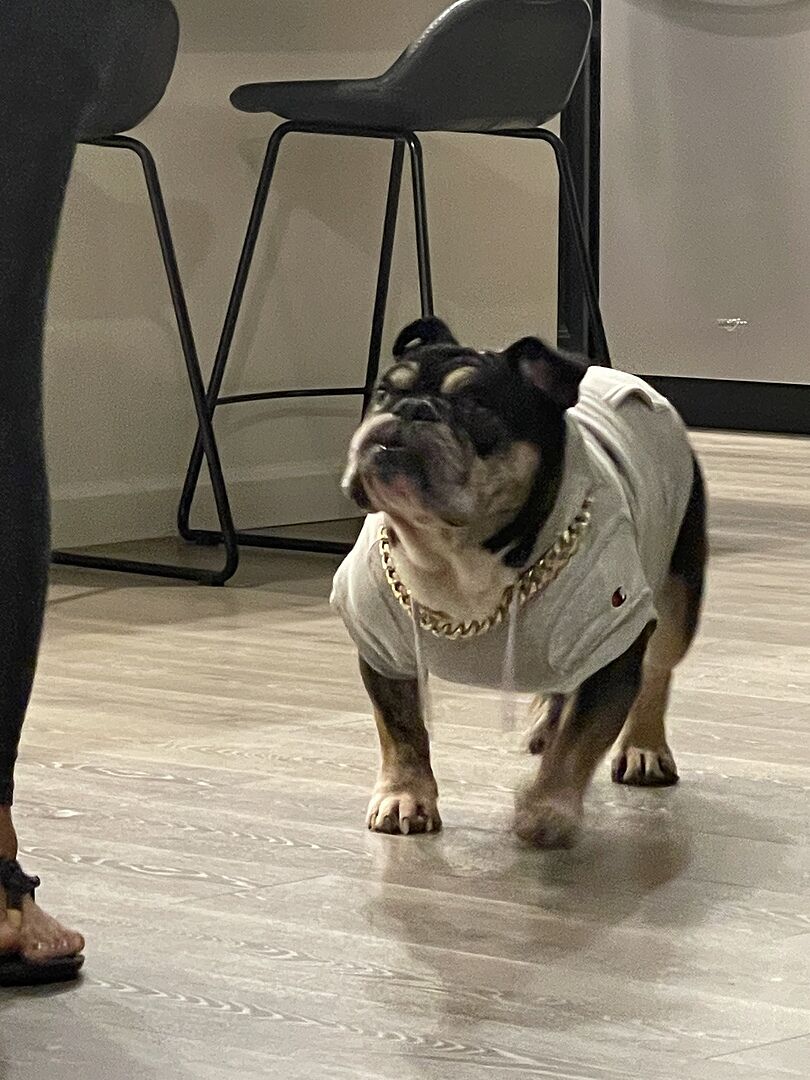 Adam V.'s adult English Bulldog in a hoodie and chain standing on a wood floor