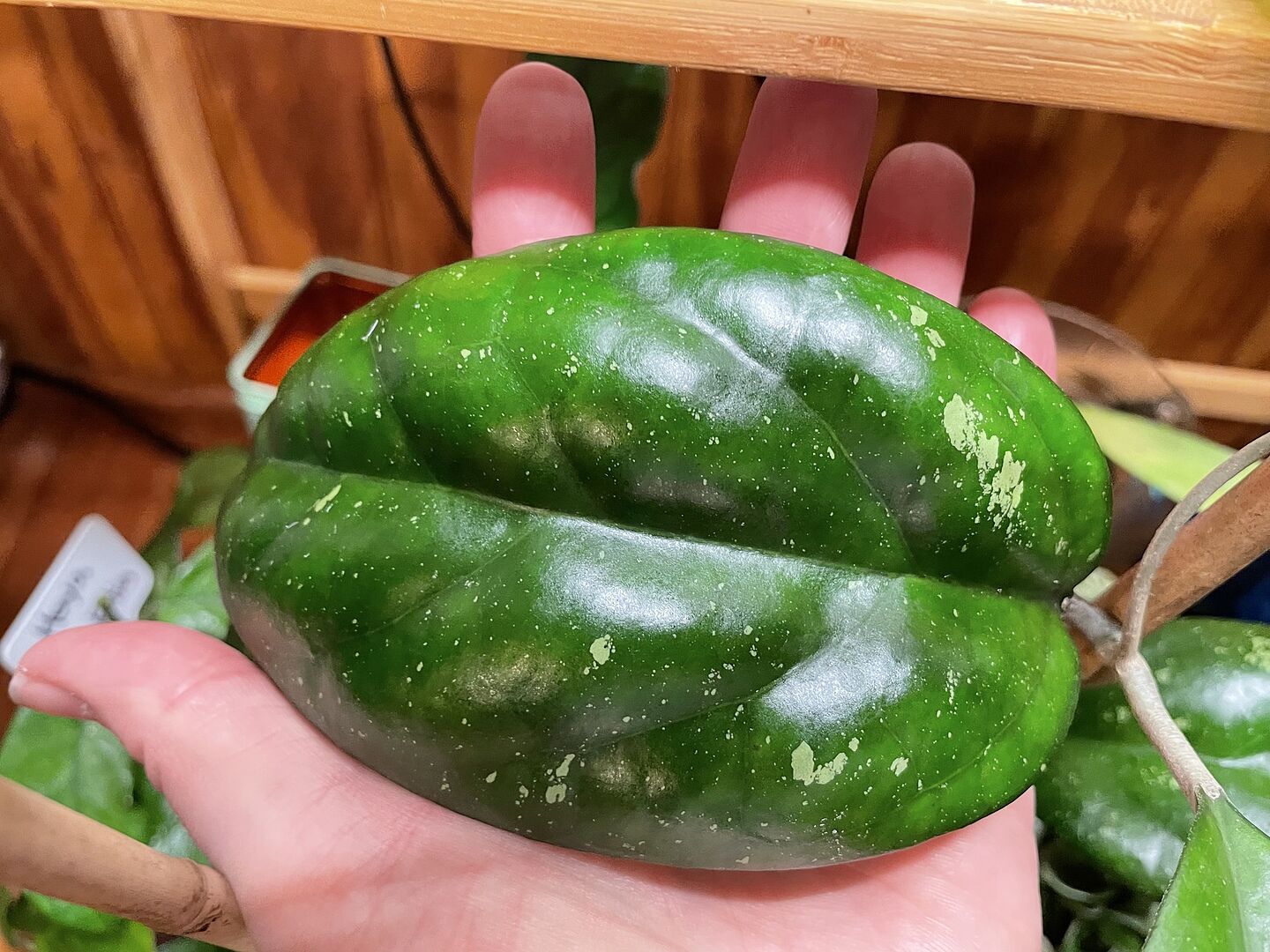 Trellised Hoya 'Joy' – Unsolicited Plant Talks