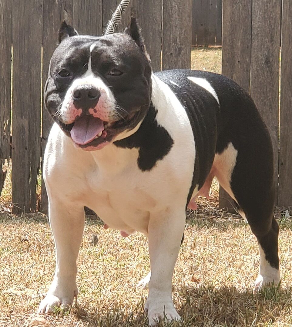 Sheree O.'s black-and-white American Bully standing in the yard