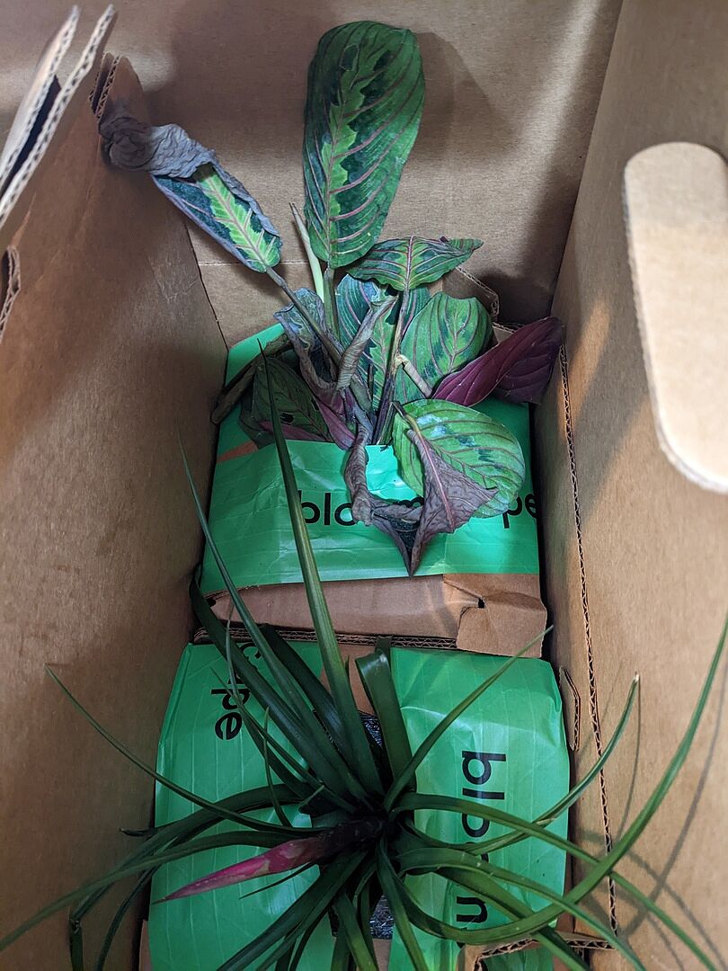 Customer photo