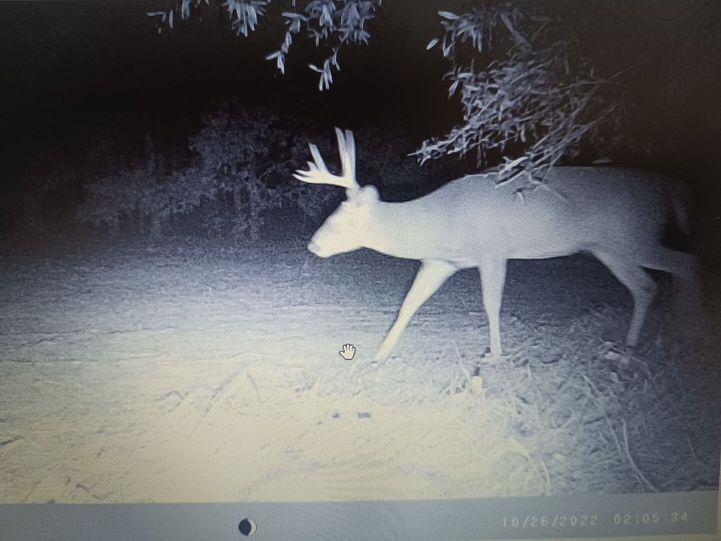 Primos Low Glow Trail Camera 14MP 2/pk