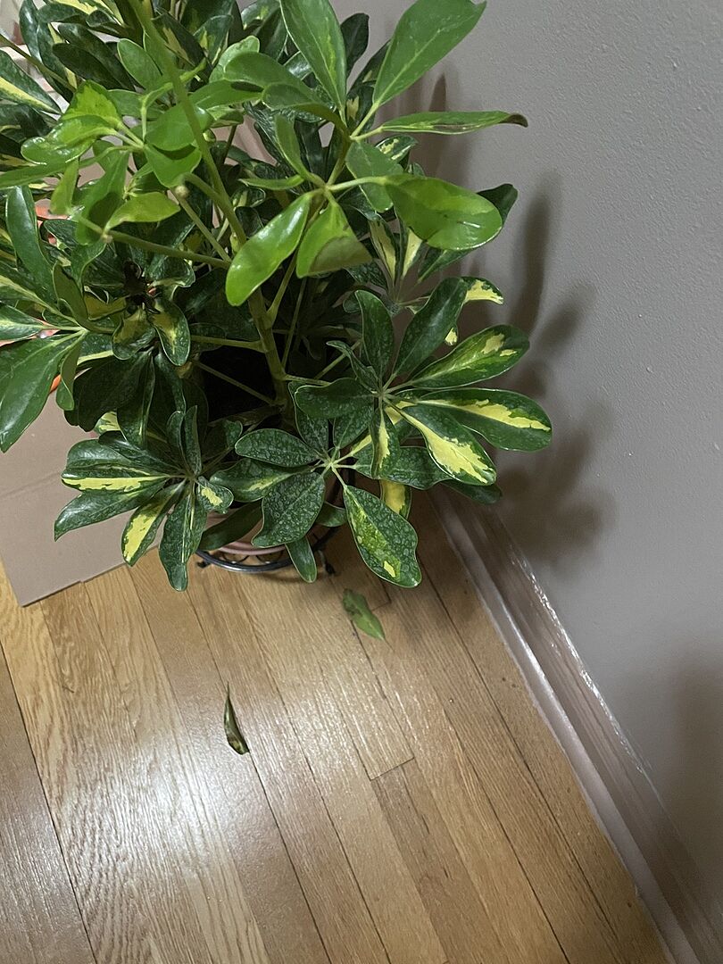 Customer photo