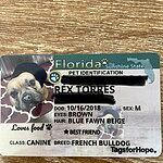 fish tank for gerbils