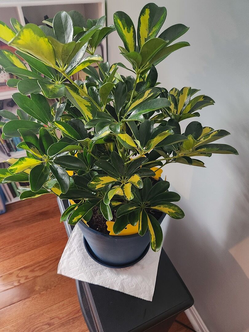 Customer photo