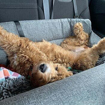 PupProtector™ Memory Foam Dog Car Bed Gracie loves her bolster bed.