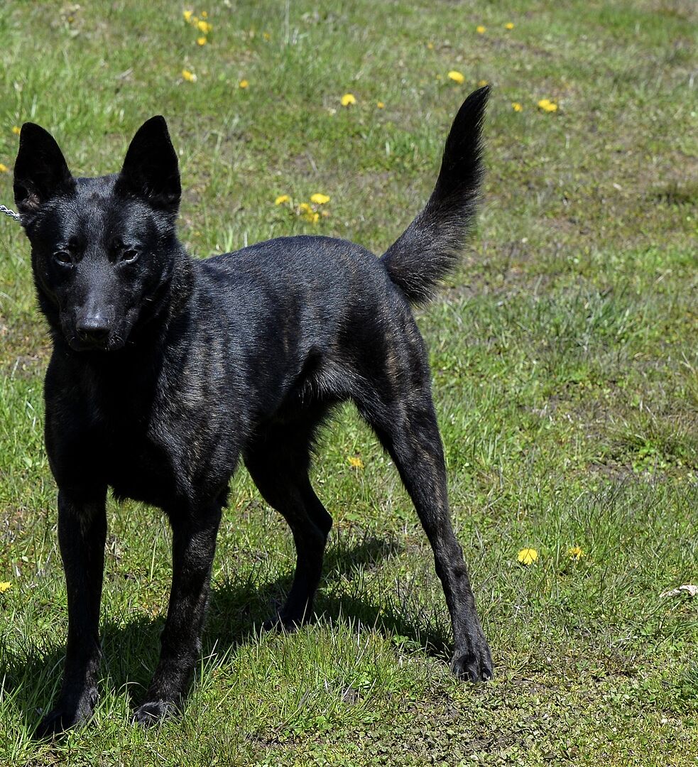 Joe D.'s black Belgian Malinois working K9 standing alert in a grass field