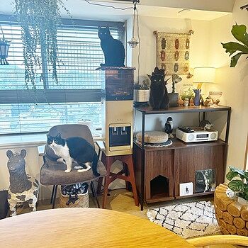 猫用トイレ収納ラック Selma(セルマ)ロータイプ とても気に入っています