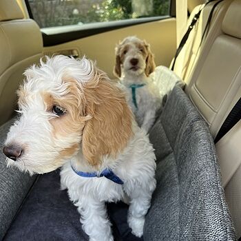 PupProtector™ Memory Foam Dog Car Bed I purchased the double-sized PupProtector