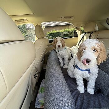 PupProtector™ Memory Foam Dog Car Bed I purchased the double-sized PupProtector