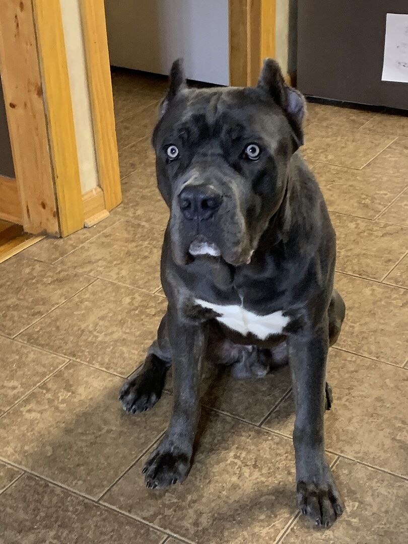 Tristan M.'s Cane Corso, Thor, sitting on the kitchen floor