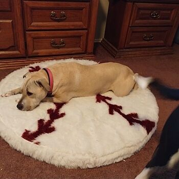 PupProtector™ Memory Foam Dog Car Bed Best quality product