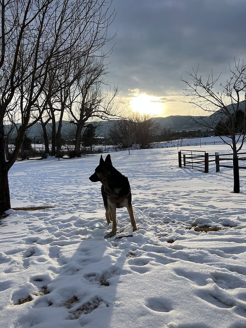 Seth M.'s German Shepherd standing in a snowy field at sunset