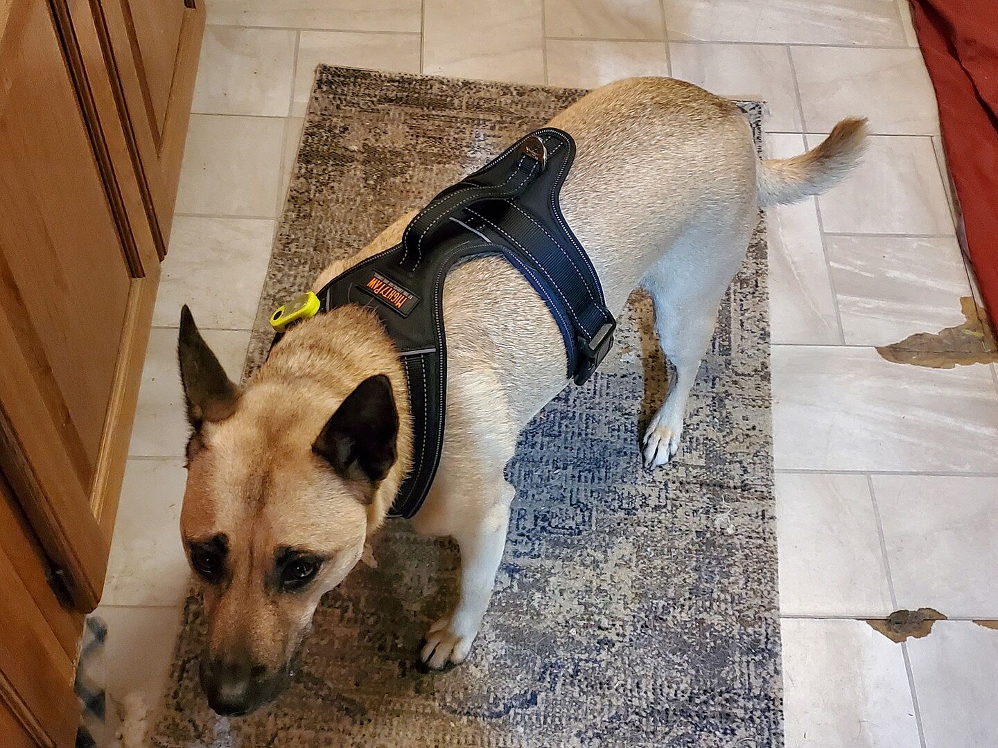 Safety Harness Mighty Paw Sport Harness Animal Mighty Xolo Dog