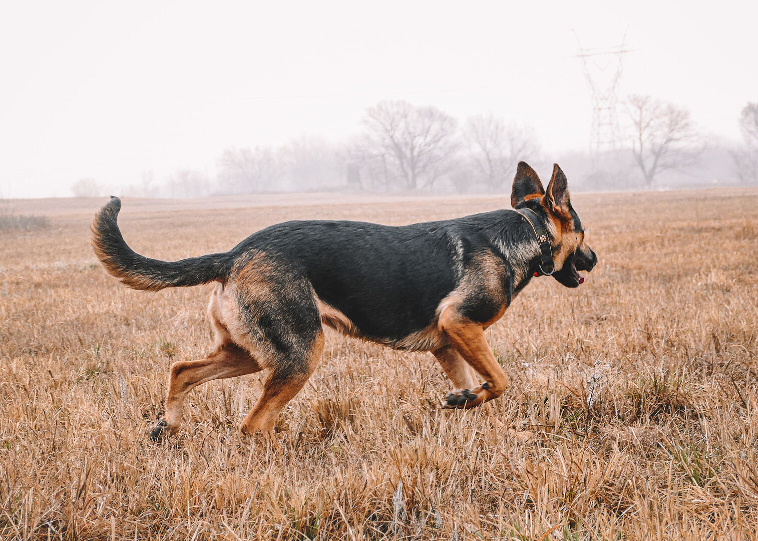 Ellie M.'s adult German Shepherd running across a frosty field