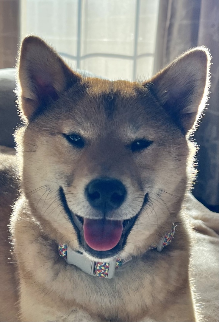 Shiba Inu Puppies for Sale | PuppySpot