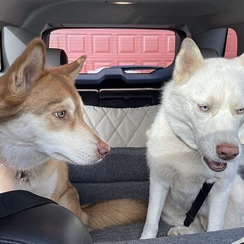 PupProtector™ Memory Foam Dog Car Bed We have one dog that