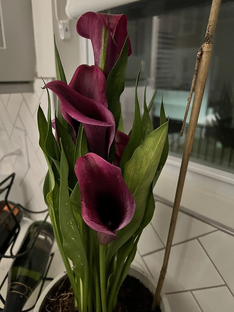 Customer photo