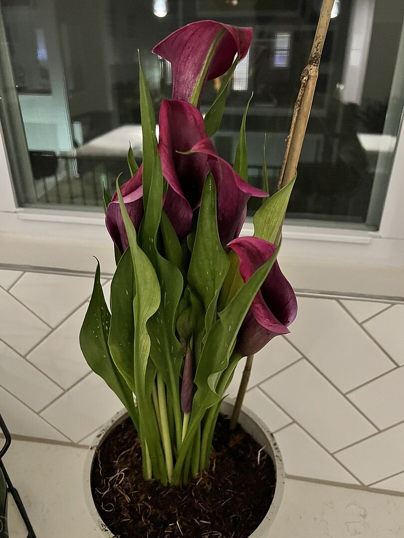 Customer photo