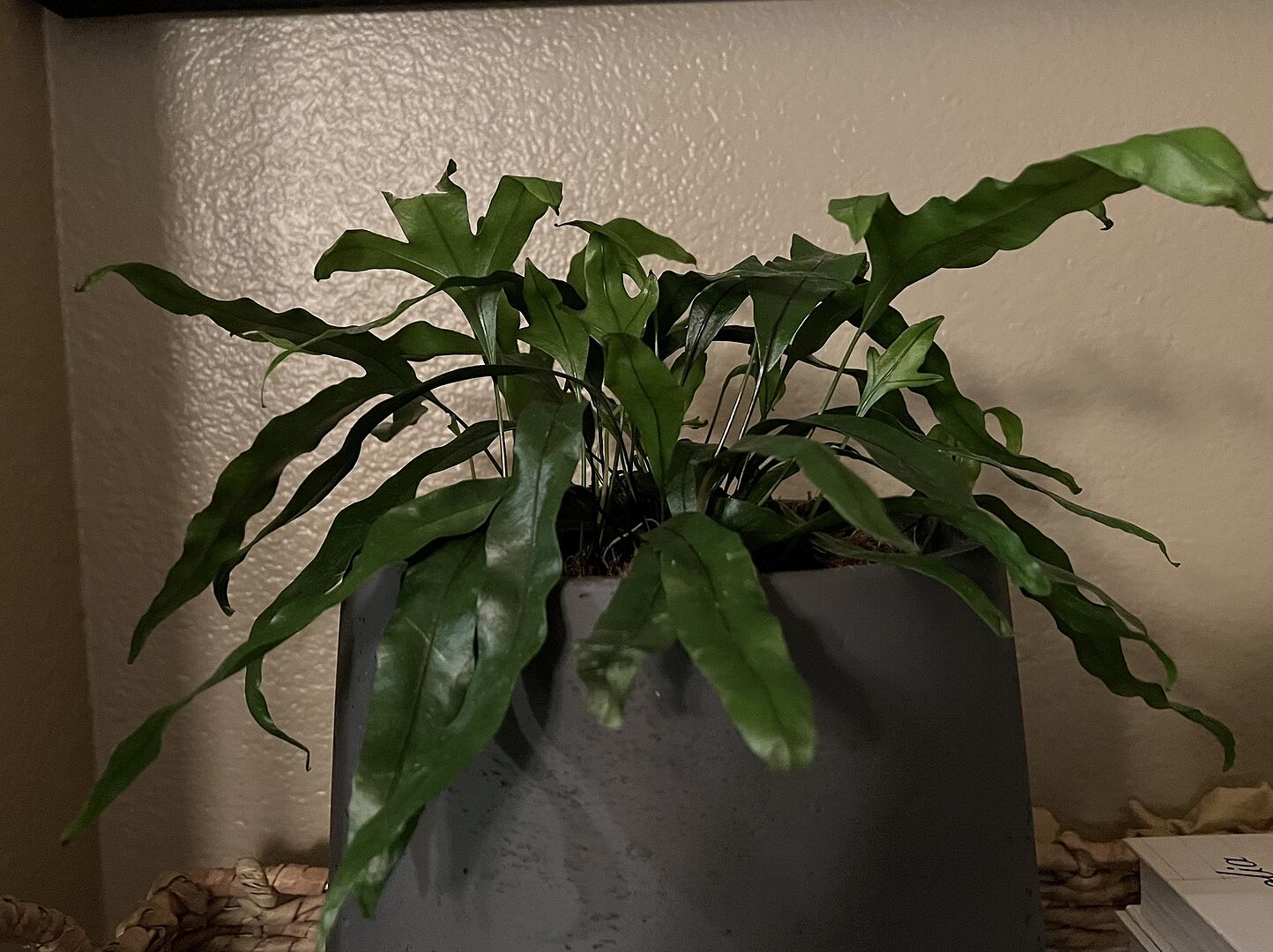 Customer photo