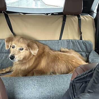 PupProtector™ Memory Foam Dog Car Bed Solved so many issues for