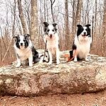 Image of Review by Sandra H. on  6 Apr 2023 number 1