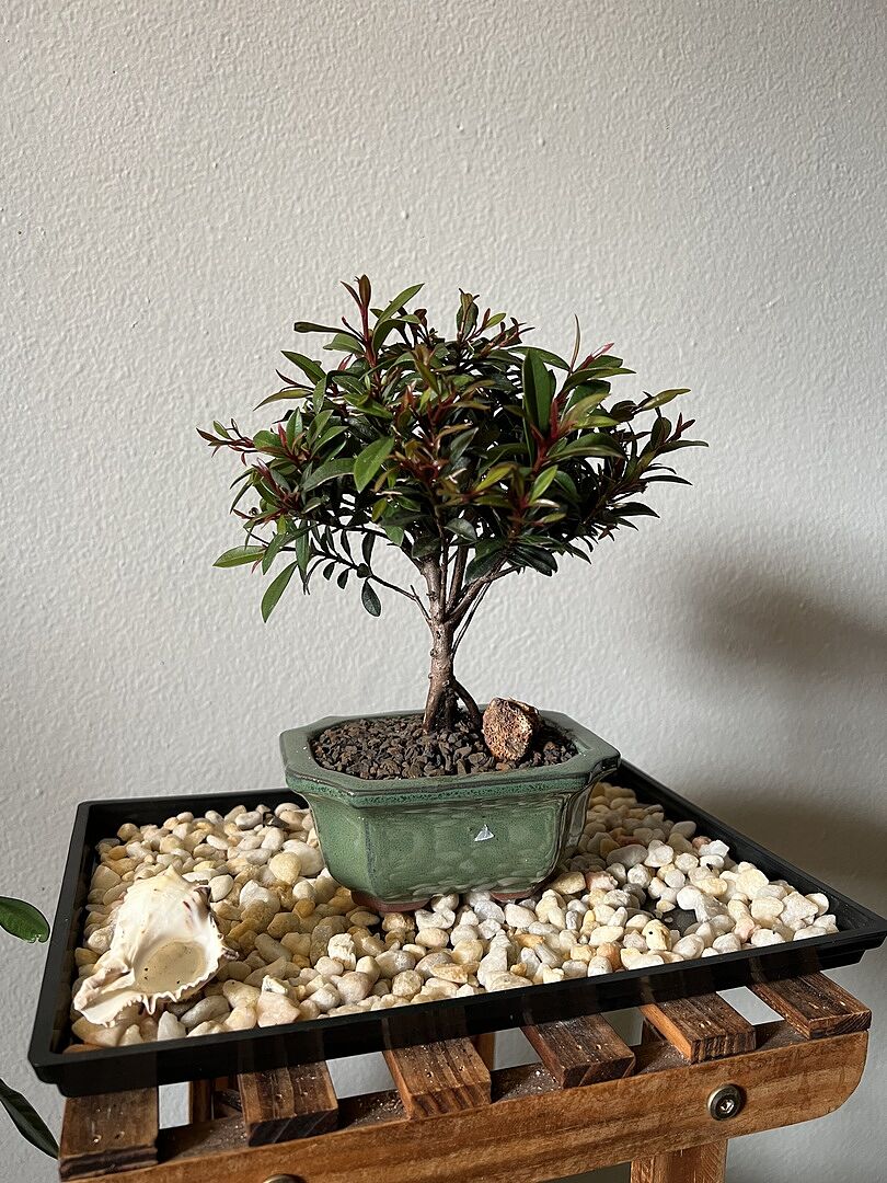 Flowering Brush Cherry Pre Bonsai Tree