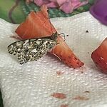 Image of Review by Rebecca C. on 12 May 2023 number 2