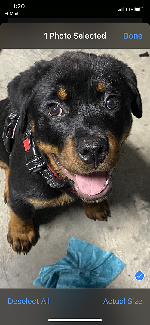 Puppyspot rottweiler sales