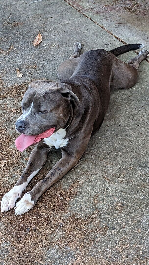 Josh B.'s gray pit bull lying on the pavement with his tongue out