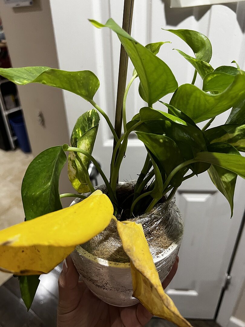 Customer photo
