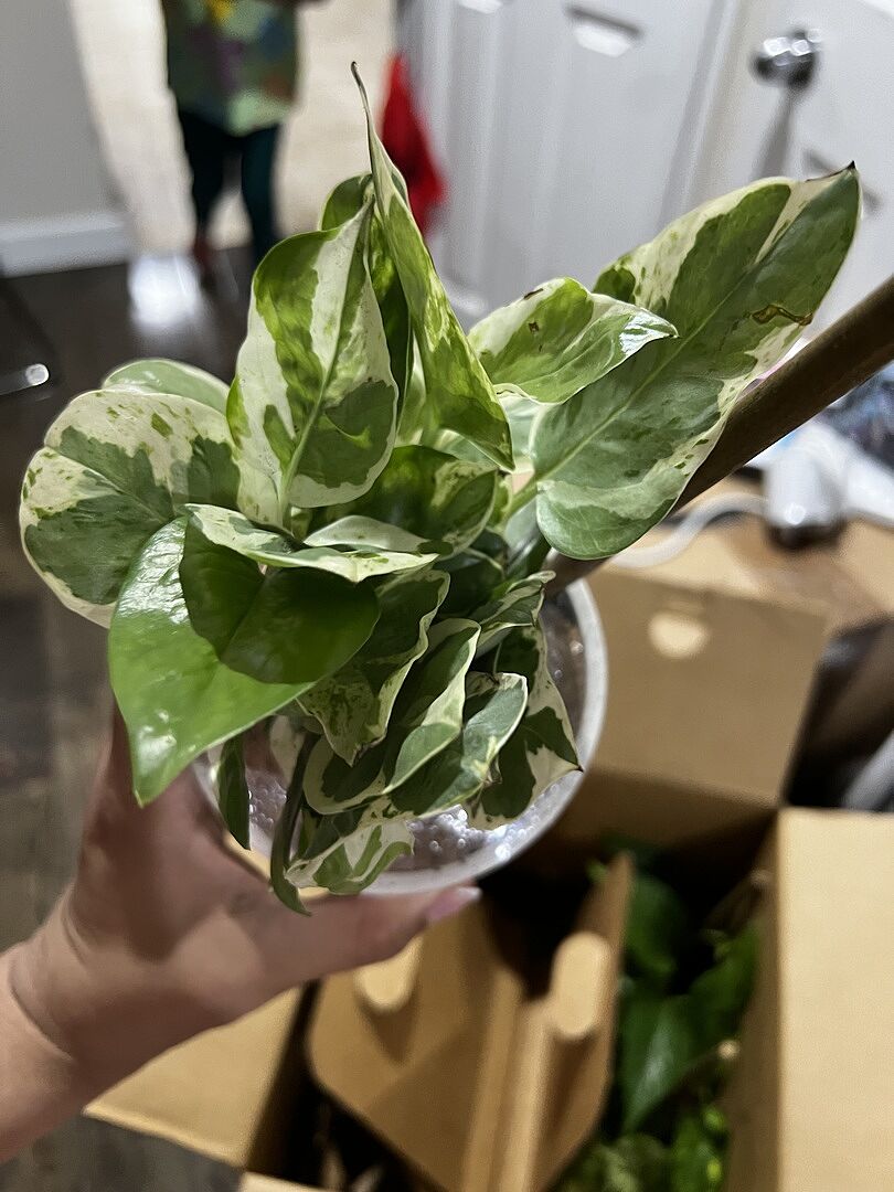 Customer photo