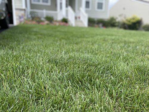A lawn in Milton, DE